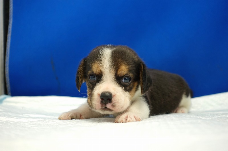 2024年3月14日生まれのビーグルの男の子3番。