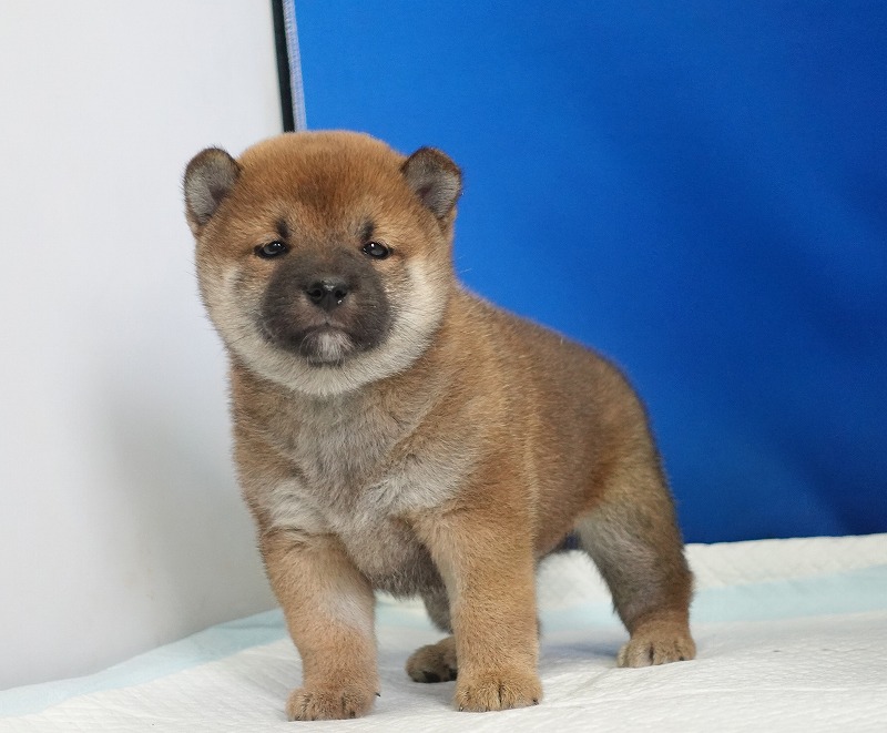 2025年08月27日生まれの柴犬赤の女の子。