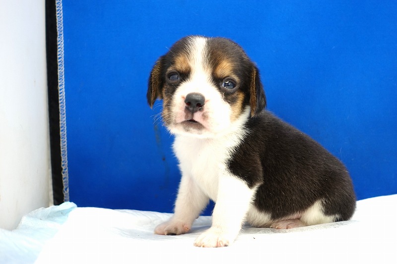 2024年3月14日生まれのビーグルの男の子3番。