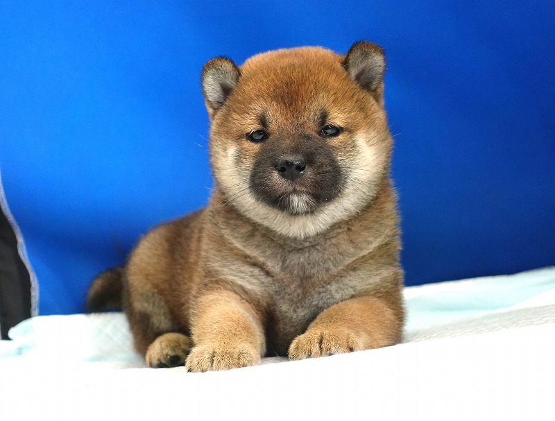 2025年08月27日生まれの柴犬赤の女の子。