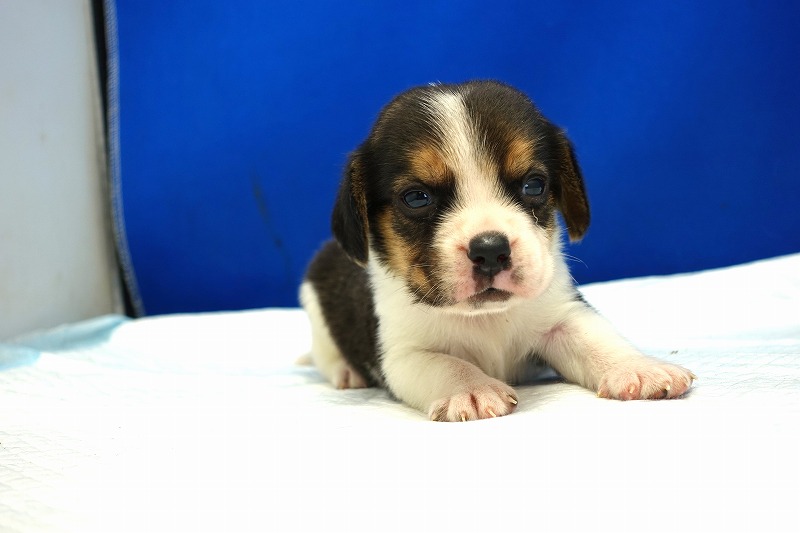 2024年3月14日生まれのビーグルの男の子3番。