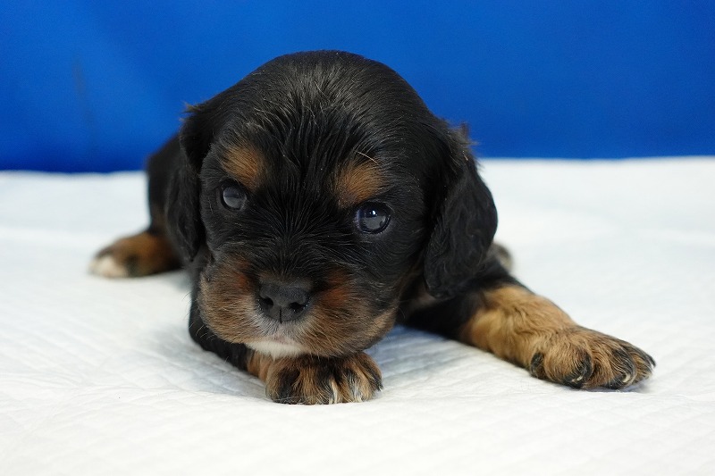 2023年11月16日生まれのブラック&タンの女の子。