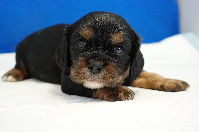 2023年11月16日生まれのブラック&タンの女の子。