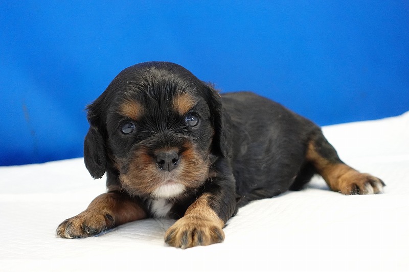 2023年11月16日生まれのブラック&タンの女の子。