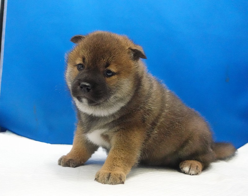 2026年01月30日生まれの柴犬の赤の男の子