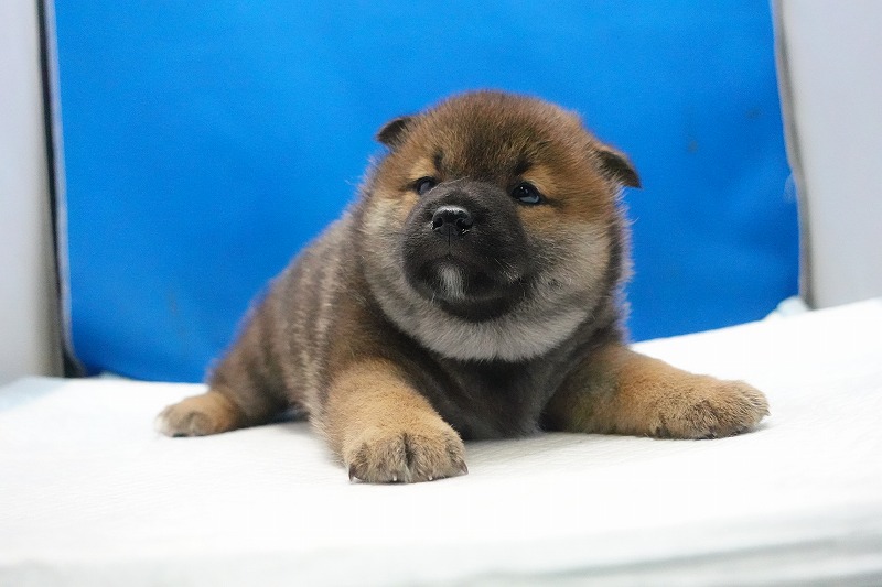 2026年01月30日生まれの柴犬の赤の男の子