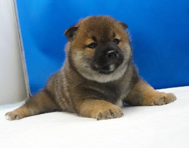 2026年01月30日生まれの柴犬の赤の男の子