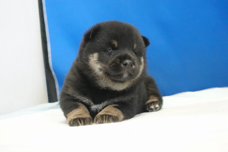 2025年生まれの柴犬黒の男の子。