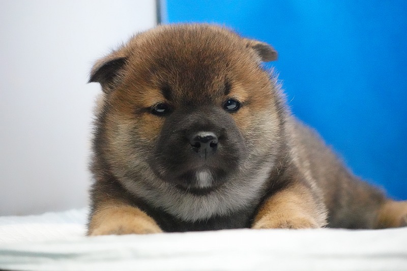 2026年01月30日生まれの柴犬の赤の男の子
