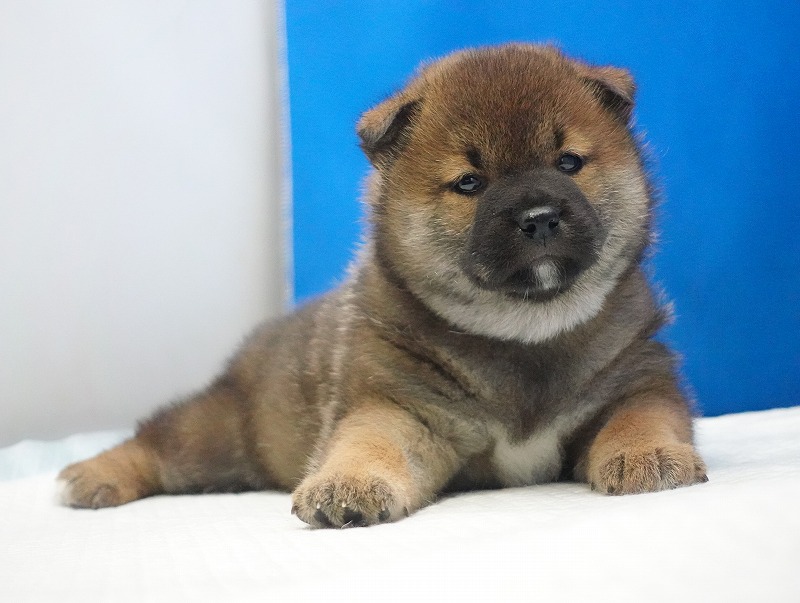 2026年01月30日生まれの柴犬の赤の男の子