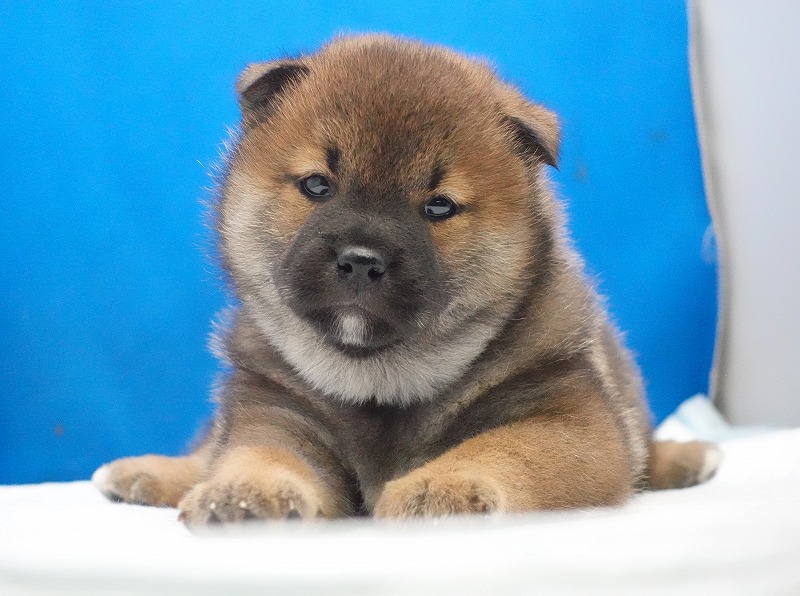 2026年01月30日生まれの柴犬の赤の男の子