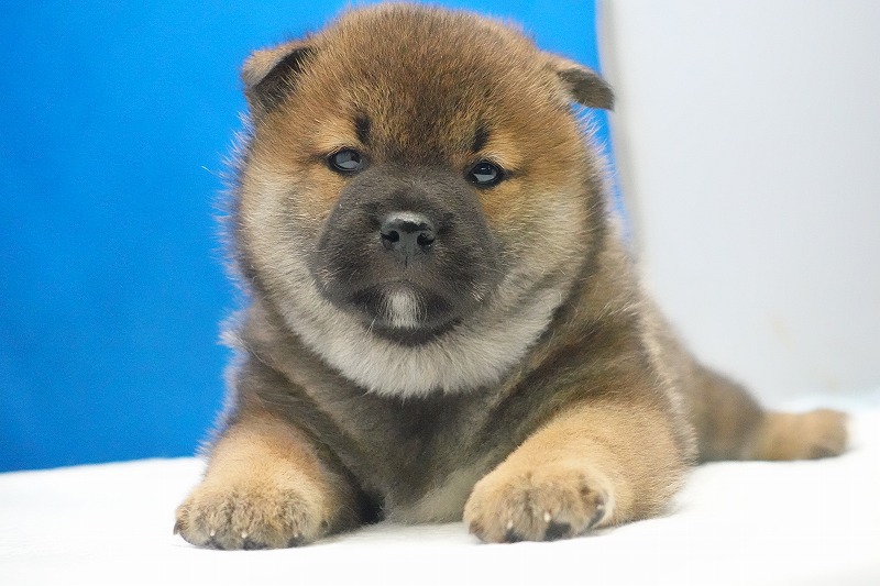 2026年01月30日生まれの柴犬の赤の男の子