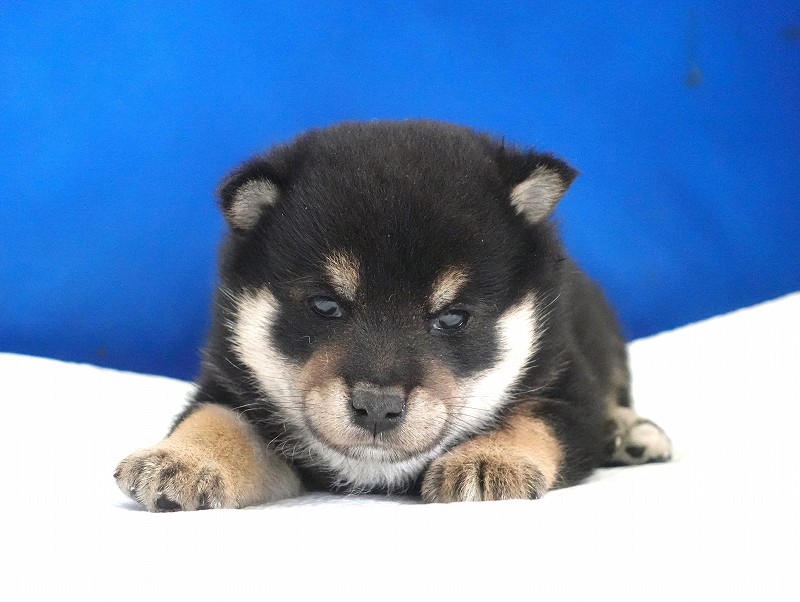 2025年12月03日生まれの柴犬黒の男の子。