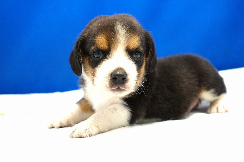 2024年3月14日生まれのビーグルの女の子1番。