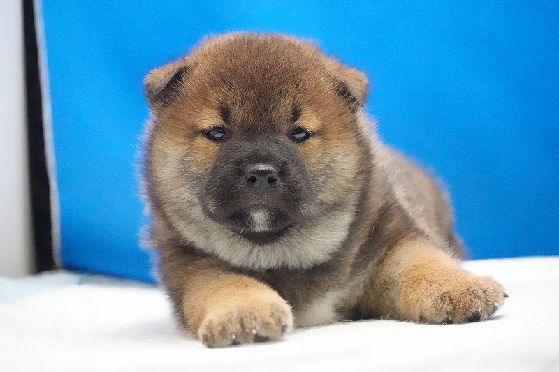 2026年01月30日生まれの柴犬の赤の男の子