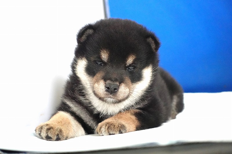 2025年12月03日生まれの柴犬黒の男の子。