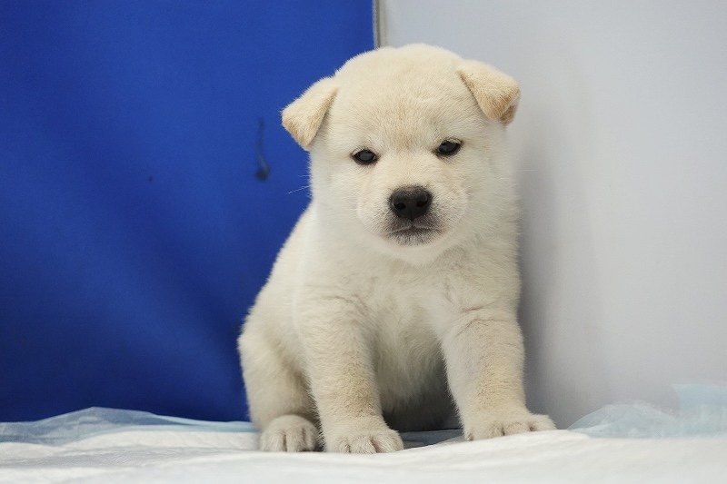 6月27日生まれの白柴の男の子です。