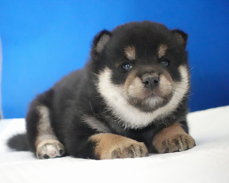 2025年12月03日生まれの柴犬黒の男の子。