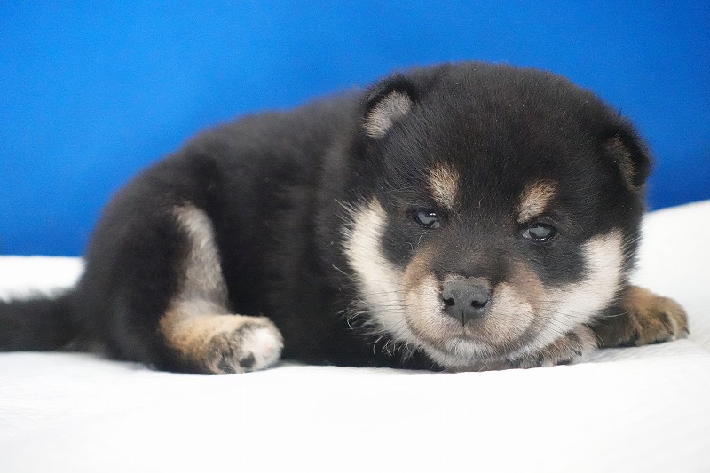 2025年12月03日生まれの柴犬黒の男の子。