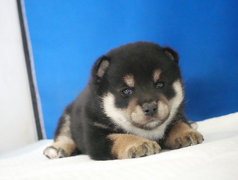 2025年12月03日生まれの柴犬黒の男の子。