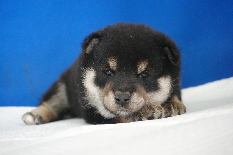 2025年12月03日生まれの柴犬黒の男の子。