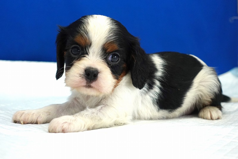 2024年４月23日生まれのトライ女の子