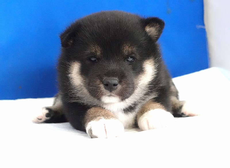 2025年12月03日生まれの柴犬黒の男の子。