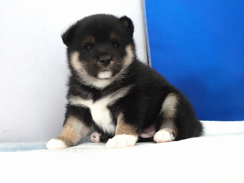 2025年12月03日生まれの柴犬黒の男の子。