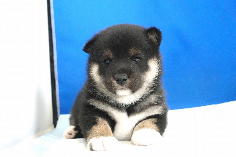2025年12月03日生まれの柴犬黒の男の子。