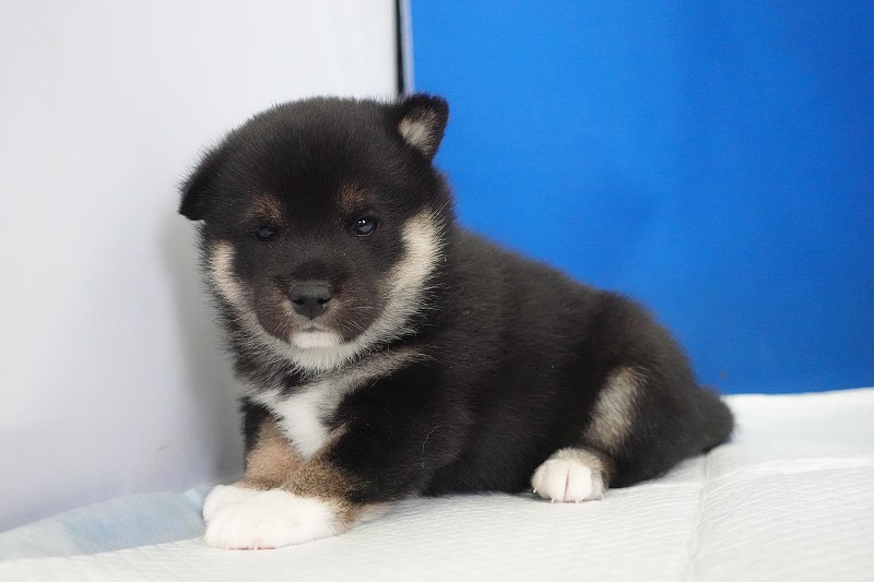 2025年12月03日生まれの柴犬黒の男の子。