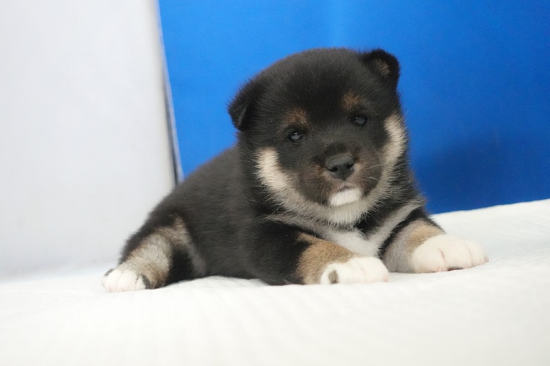 2025年12月03日生まれの柴犬黒の男の子。