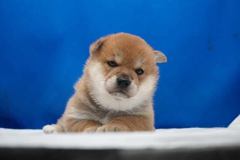 2026年02月05日生まれの柴犬赤の女の子。