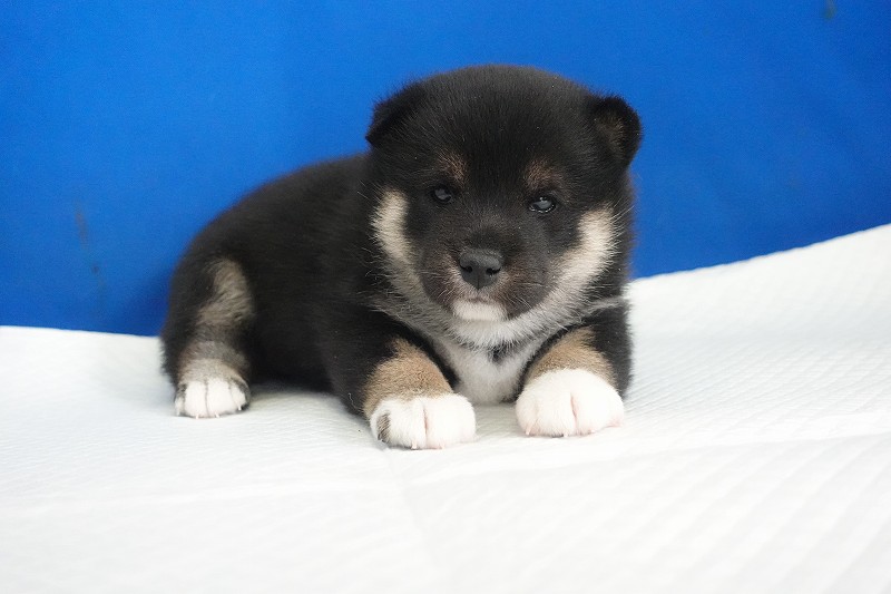 2025年12月03日生まれの柴犬黒の男の子。