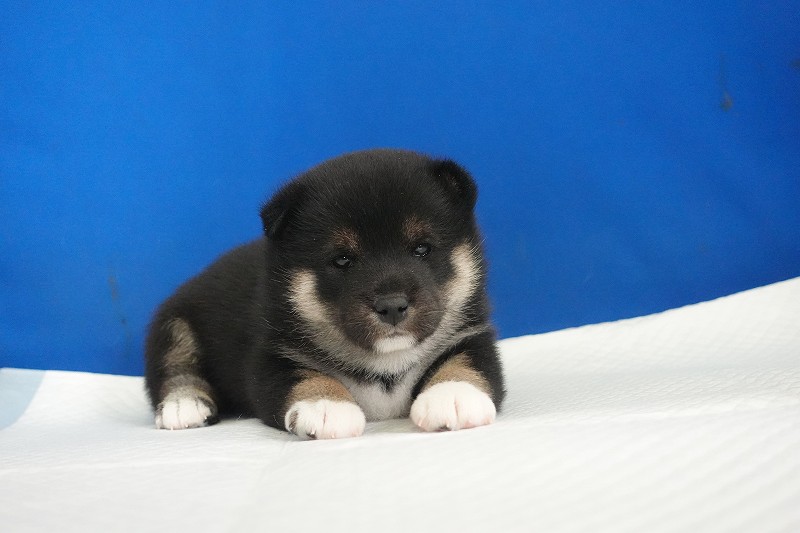 2025年12月03日生まれの柴犬黒の男の子。