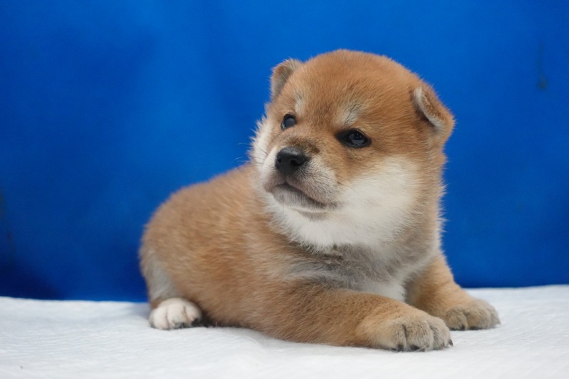 2026年02月05日生まれの柴犬赤の女の子。