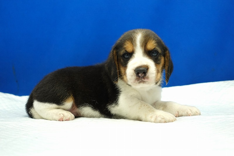 2024年3月10日生まれのビーグルの男の子4。