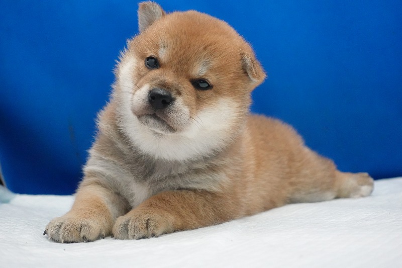 2026年02月05日生まれの柴犬赤の女の子。