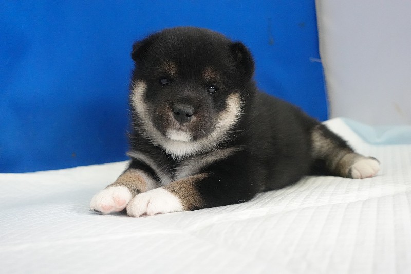 2025年12月03日生まれの柴犬黒の男の子。