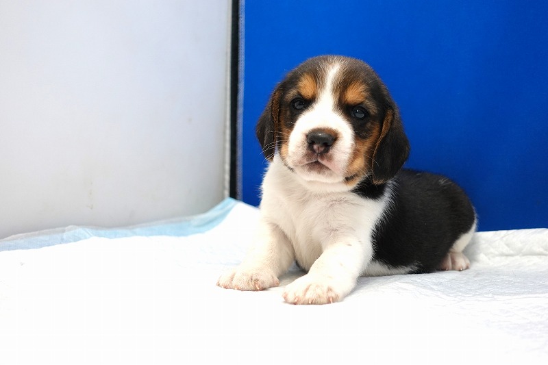 2024年3月10日生まれのビーグルの男の子4。