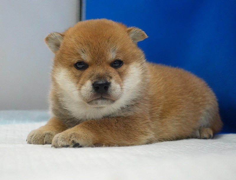 2026年02月05日生まれの柴犬赤の女の子。