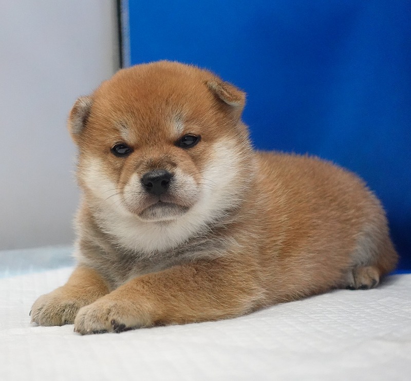 2026年02月05日生まれの柴犬赤の女の子。