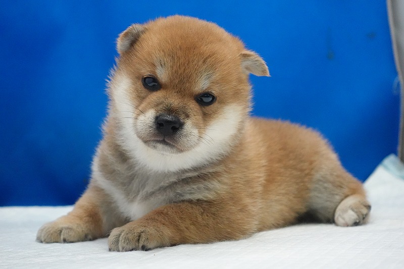 2026年02月05日生まれの柴犬赤の女の子。