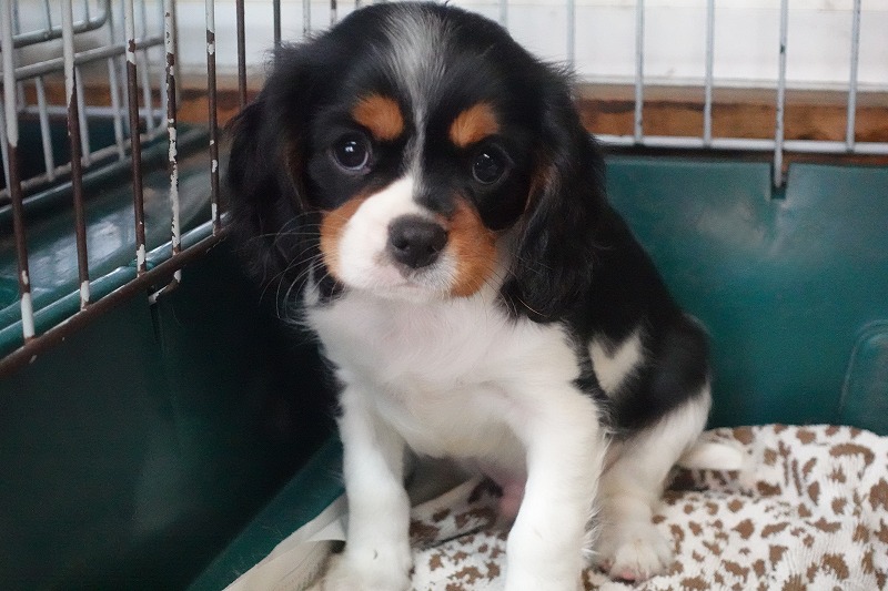 2025年07月30日生まれのキャバリアトライの男の子です。