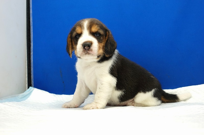 2024年3月10日生まれのビーグルの男の子4。