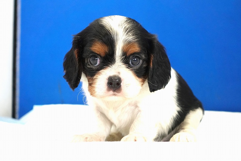 2024年４月23日生まれのトライ女の子