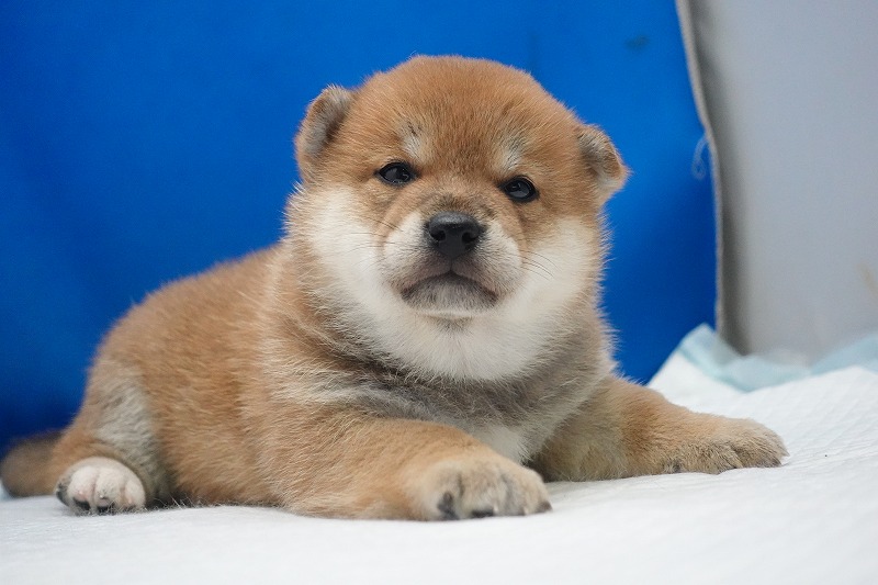 2026年02月05日生まれの柴犬赤の女の子。