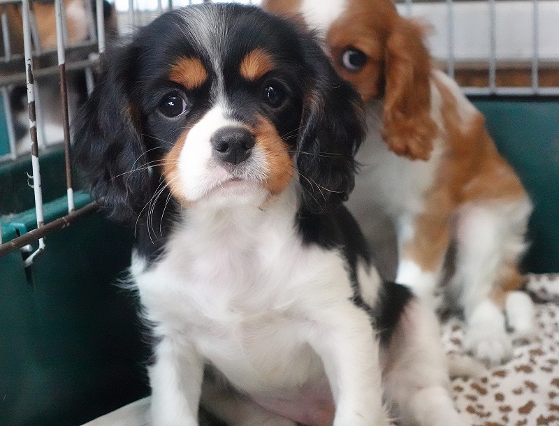 2025年07月30日生まれのキャバリアトライの男の子です。