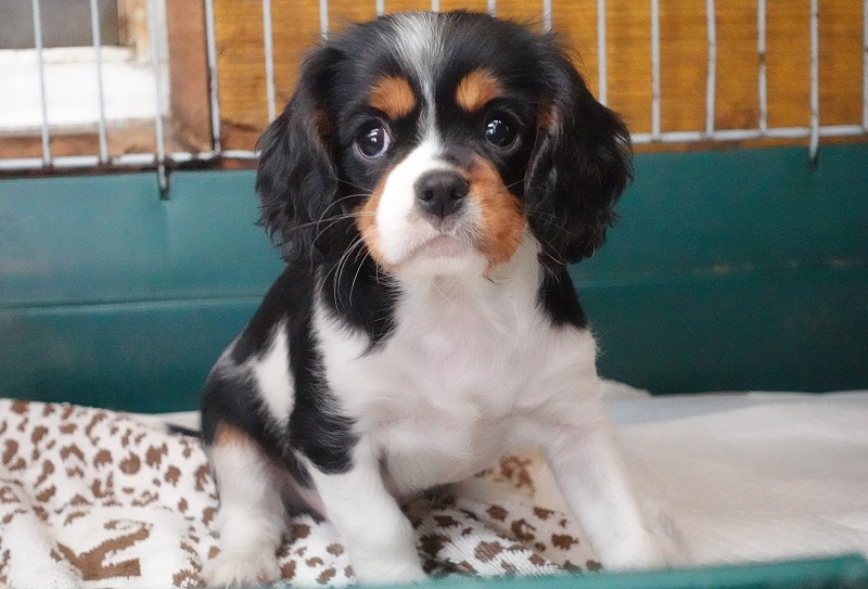 2025年07月30日生まれのキャバリアトライの男の子です。