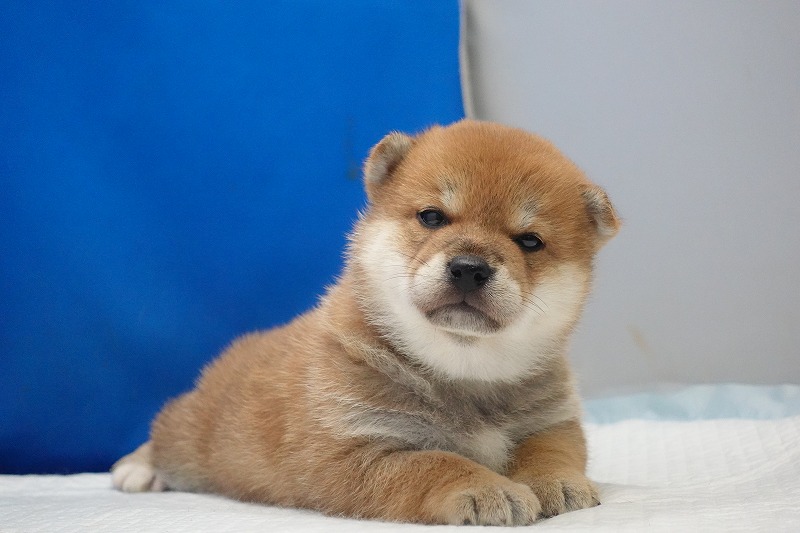 2026年02月05日生まれの柴犬赤の女の子。