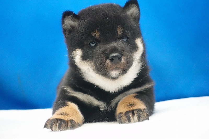 2026年02月05日生まれの柴犬赤の女の子。